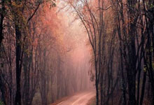 热刺主场战平谢菲联，欧冠希望日益渺茫