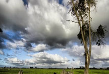 热刺主场战平谢菲联，欧冠希望日益渺茫